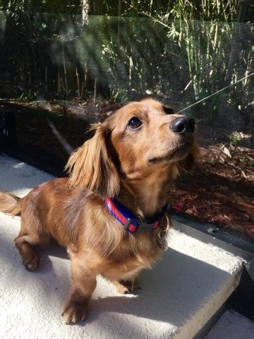 Dachshunds originated in germany during the early 1600s. HELP: GIRLFRIEND WANTED!!! :), Dachshund Stud in ...