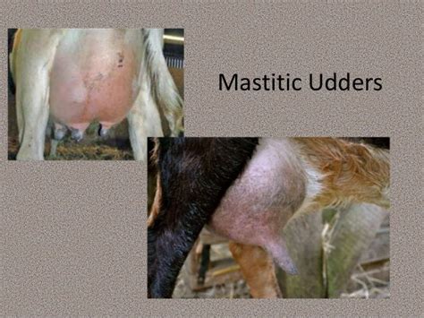 Udder Health In Ewes And Does