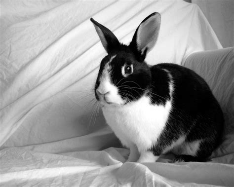 If a pure breeding white rabbit and a pure breeding black rabbit cross what is the expected phenotype ratio of the offspring? Pet Rabbit Photos | ThriftyFun