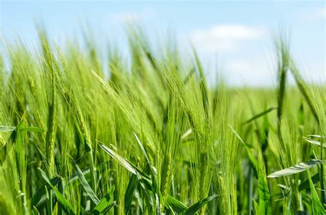 Wallpaper Nature Green Wheat Rye Cereal Barley Grassland