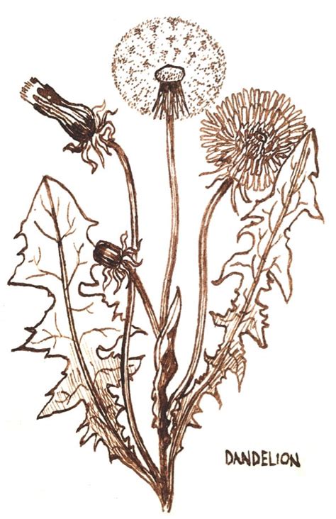 Dandelion Botanical Drawing Free Download On Clipartmag