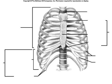 The thoracic spine supports twelve pairs of ribs that slope gently down from the back as they pass around to encase the thorax. True Ribs, False Ribs, Floating Ribs, Jugular Notch, Ster...