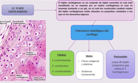 Histo Embriología N°4 Embriologia E HistologÍa Y Sistemas Sistema