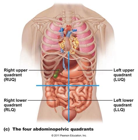 It originates at the pubic bone furthermore, together with the back muscles they provide postural support and are important in the abdomen can be divided into quadrants or regions to describe the location of an organ or structure. abdominal organs anatomy