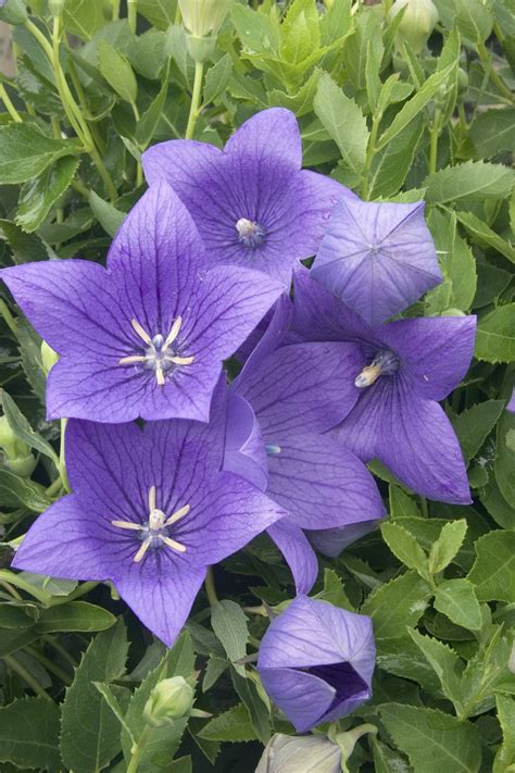 Jun 15, 2021 · the midnight blue rose is a beautiful cultivar with deep purple flowers that stretch around 2 to 3 inches across. Top 10 Flowers That Will Make Your Garden a Purple Paradise