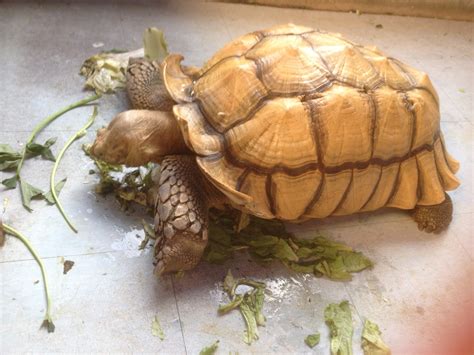 At petsmart, we never sell dogs or cats. Turtle U0026 Tortoise