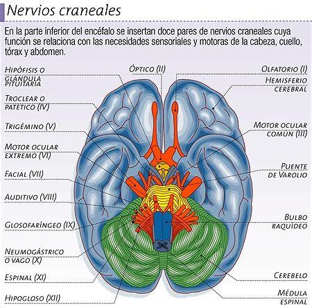 Sistema Nervioso Perif Rico Incluye Los Pares Craneales Y Los Nervios Espinales Que Salen Del