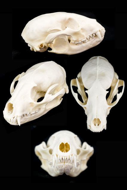 Identifying Animal Skulls With Pictures