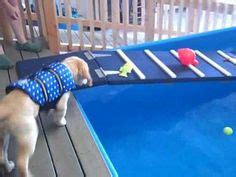 For that, you would need a small plastic ladder, some zip ties, some net and nylon ropes. Lawn chair placed to become a dog pool ramp | Dog pool, Diy pool, Dog pool ramp