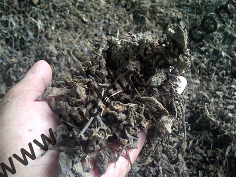 Dataran rendah sampai dataran tinggi kebutuhan sinar matahari : Jual Daun Cincau Hitam Kering