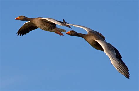 Filegeese Flying Past 2 6353901547