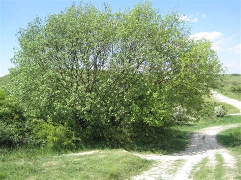 Willows Tree Guide Uk Willow Trees Identification