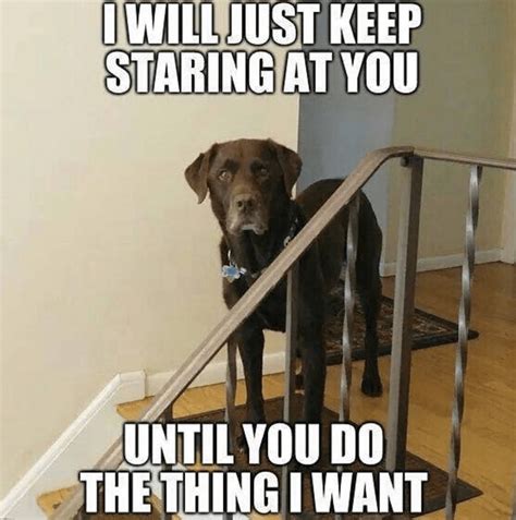 A Brown Dog Standing On Top Of A Set Of Stairs With The Caption I Will