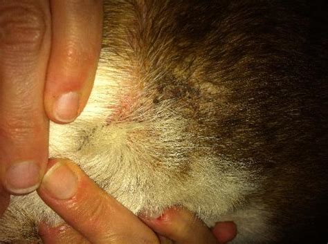 Come si utilizza e quando non dev'essere principi attivi: Bulldog con Dermatite?! Cura col cortisone.. - Cane