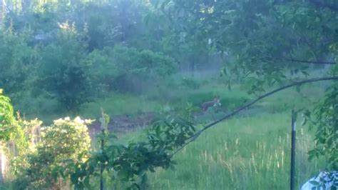Coyote In My Yard YouTube