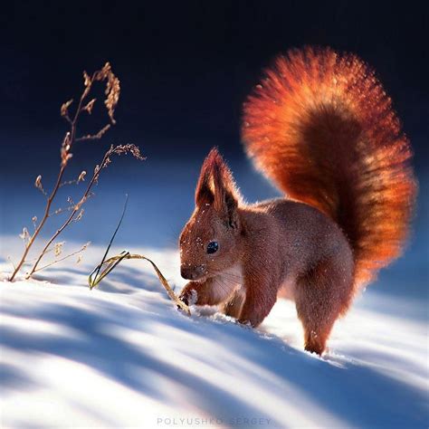 Red Squirrel In The Snow Rmostbeautiful