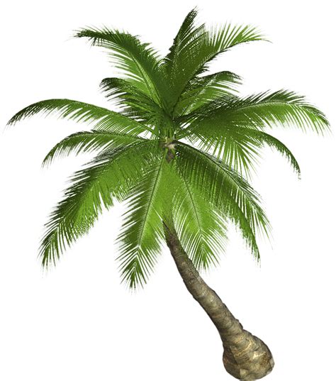 Palm Tree Png Transparent Image Download Size 1179x1337px
