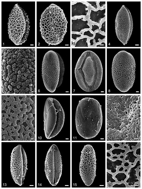 Pollen Morphology Of Liliaceae And Its Systematic Significance