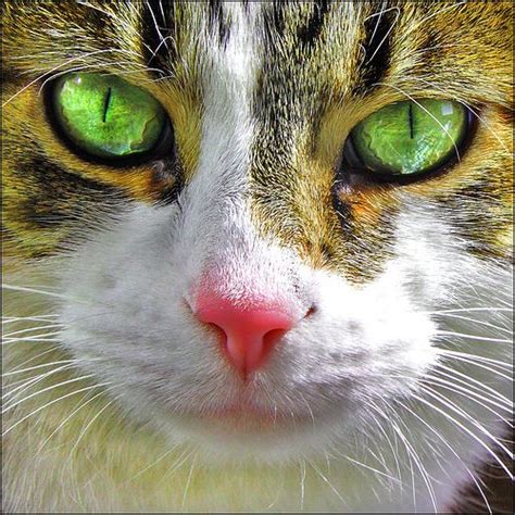 Beautiful Eyes With Images Cat Photography Pretty Cats Beautiful Cats