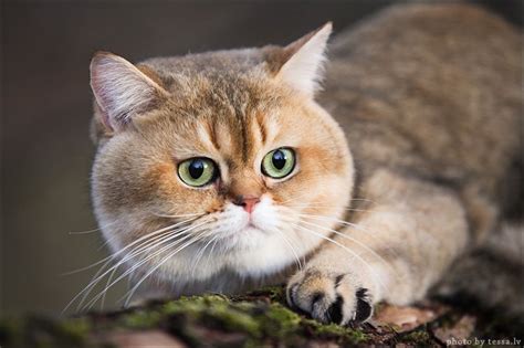 Jana Kuzmina Scottish Fold ~ Worldkittens