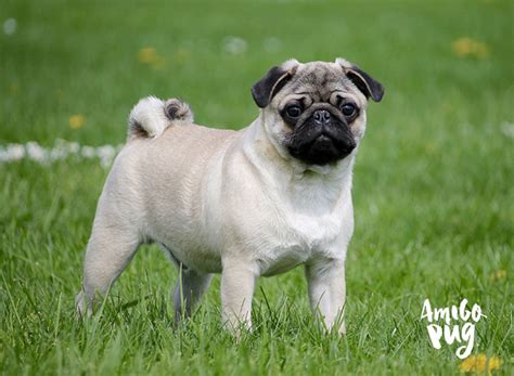 Amigo Pug Qual O Preço De Um Pug Filhote Tudo Sobre A Raça Pug