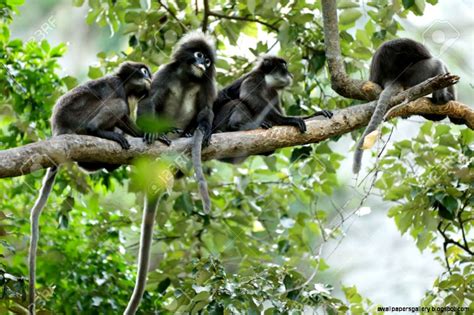 Monkeys In The Rainforest Wallpapers Gallery