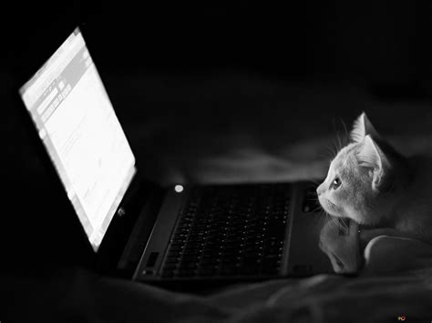 Bộ Sưu Tập 2000 Background Laptop Kucing Với Những Bức ảnh đáng Yêu