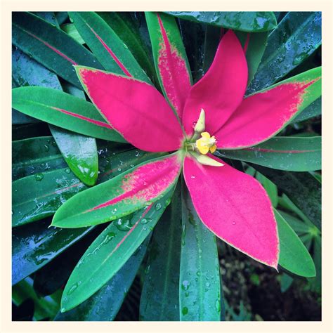 Has been added to your cart. Fairchild Tropical Garden Foliage Miami Florida Plants Tre ...