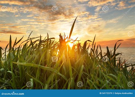 Grassland On Sunset Stock Image Image Of Green Country 54172379