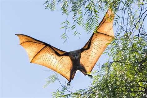 Are Grey Headed Flying Foxes Headed For A Mass Starvation Event