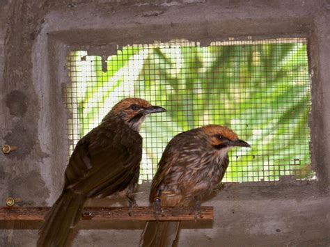 Yuk Mengenal Burung-burung Hias Bersuara Merdu Ini | KASKUS