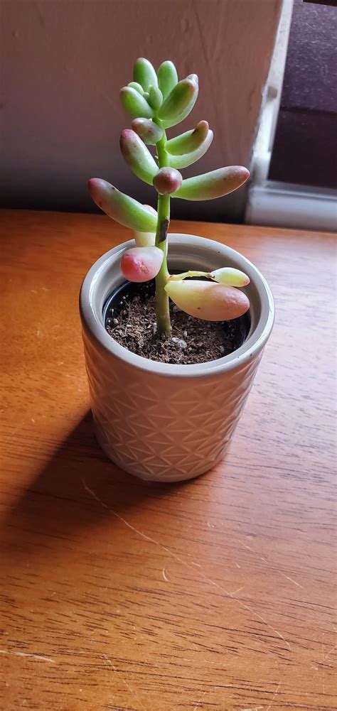 Morning light echeveria (echeveria 'morning light'): What kind of succulent is this? I accidentally knocked it ...