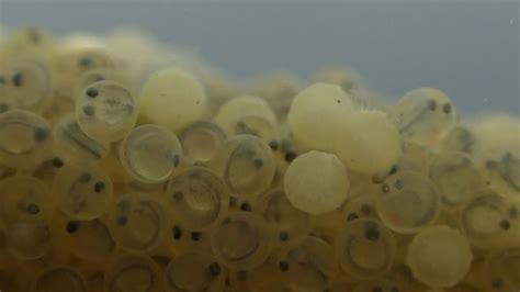 Size of the fish depends on the living conditions. Koi eggs 46 hours after fertilisation - Yoshikigoi Farm ...