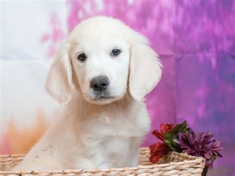 High to low nearest first. Visit Our Golden Retriever Puppies for Sale near Fountain ...