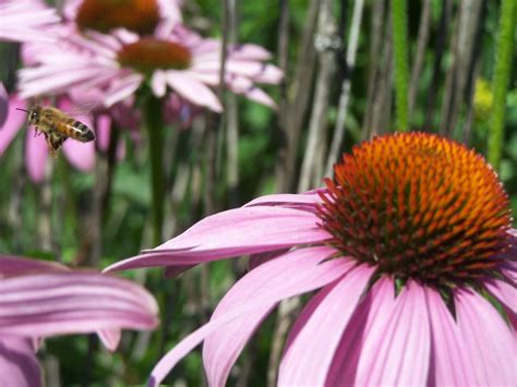 If you're getting bees to pollinate your. Honey Pie Hives & Herbals: Honey Bees on Flowers again