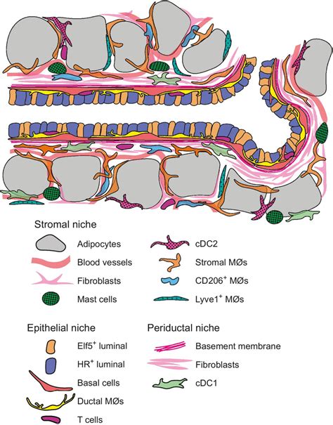 Organization Of Mature Mammary Ducts And The Surrounding Download