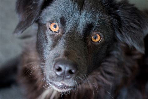 Fotos Gratis Perrito Mascota Retrato De Cerca Perro Negro Nariz