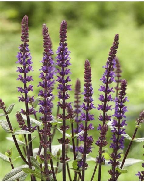 Violet Purple Flowers Held High On Purple Stems With Aromatic Foliage