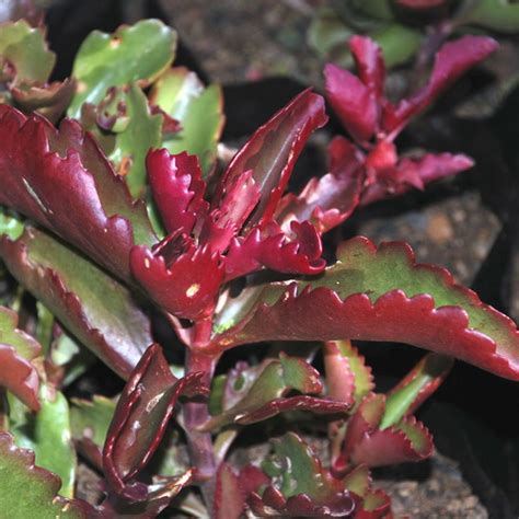 Kalanchoe Sexangularis Wildflower Nursery