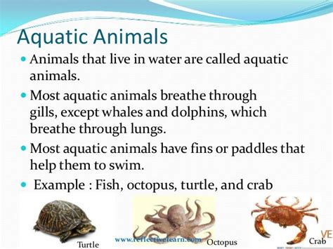 Adaptive Features Of Animals In Aquatic Aquatic Plants