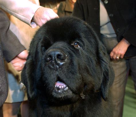 Rule one of dog sledding? Things you Didn't Know about Newfoundland Dogs