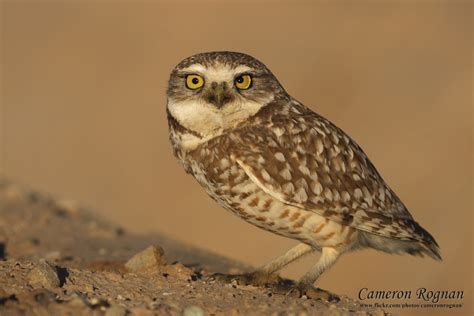 Red Cliffs Desert Reserve Burrowing Owl Athene Cunicularia