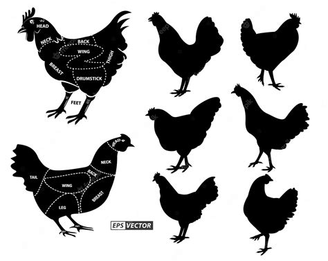premium vector chicken butcher diagram or part of hen butcher concept eps vector