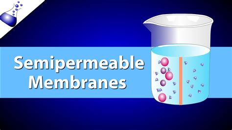 The Semipermeable Membrane Youtube