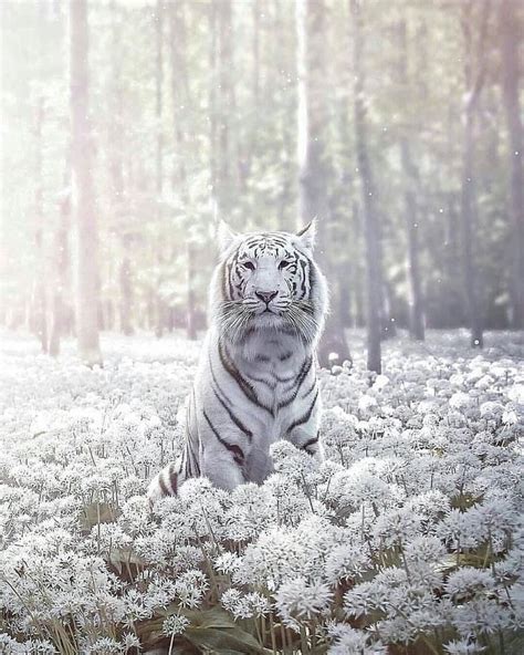 Majestic White Tiger Enps Edit Photoshop Photo Manipulation