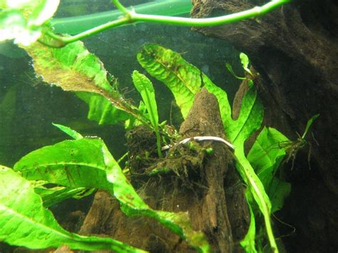Brown hair algae? - Tropical Fish Keeping - Aquarium fish ...