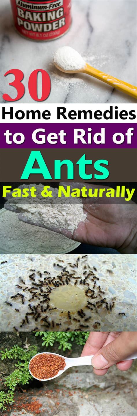 30 Natural Home Remedies To Get Rid Of Ants From Home And Garden