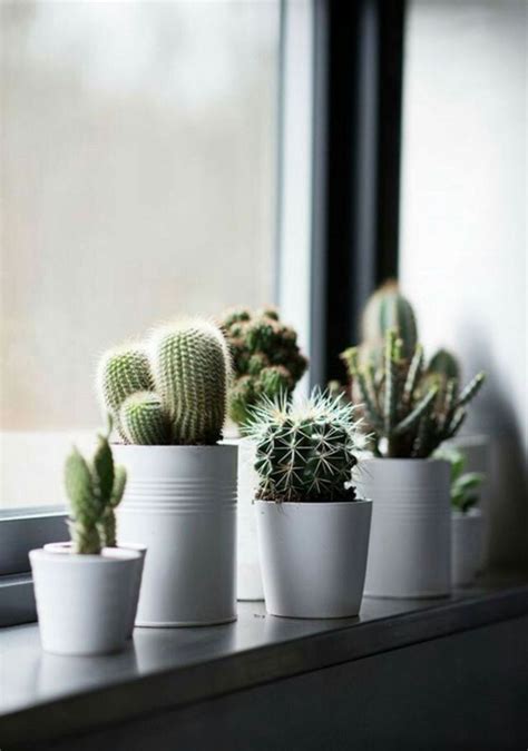 30 Best Creative Cactus Decorations To Beautify Your Home Cactus