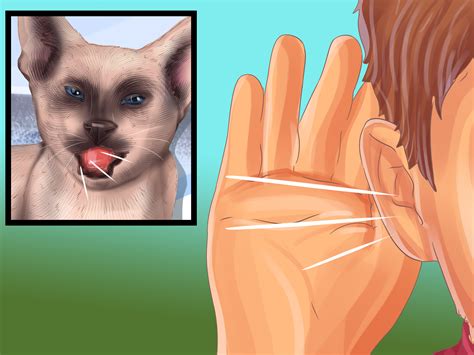 3 ways to identify a siamese cat wiki how to english course vn