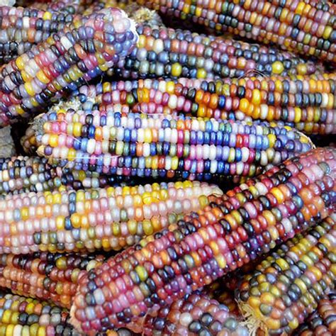 100 Glass Gem Corn Seeds Heirloom Non Gmo Grown In Usa Etsy